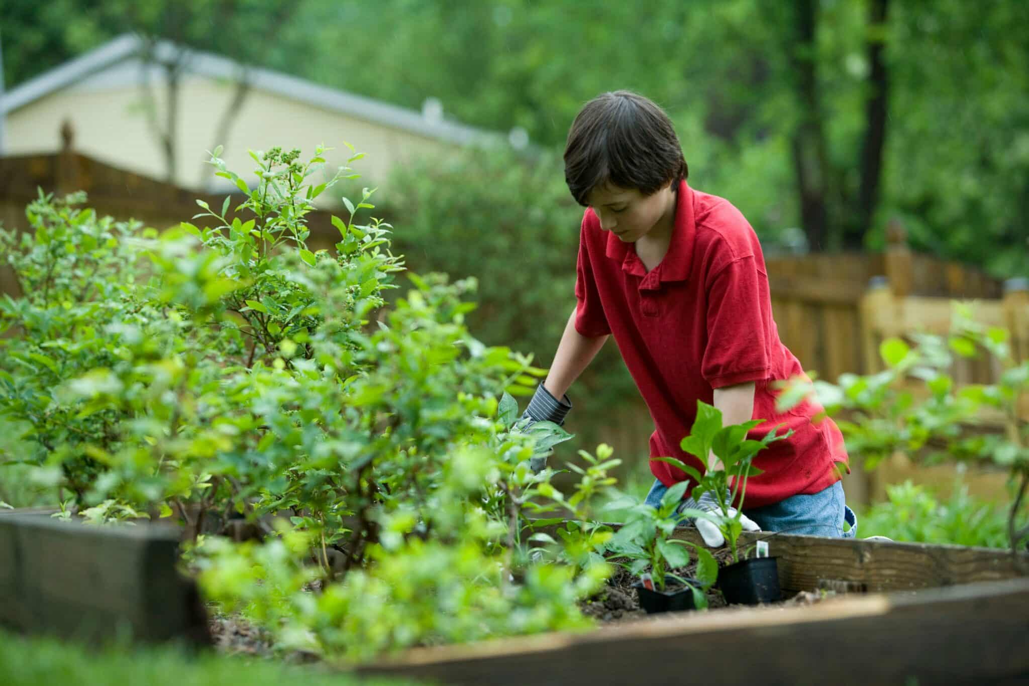 Boy Gardening