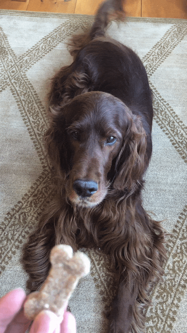 Irish Setter And DIY Dog Treats