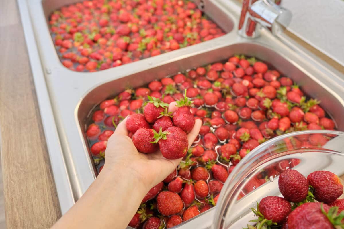 Washing Fresh Strawberries For NESCO Dehydrator Fruit Roll-Ups