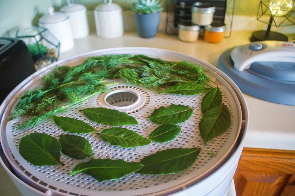 Dehydrating Herbs With Nesco Food Dehydrator 